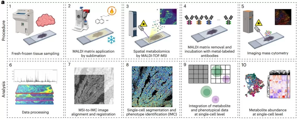 Integrated workflow of consecutive MALDI-MSI and IMC analyses